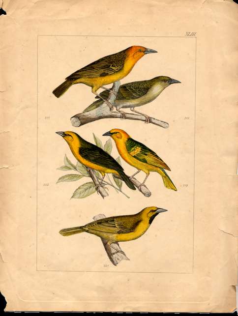 for the birds